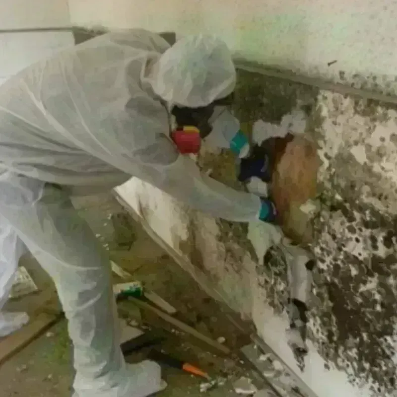 Mold Remediation and Removal in McCloud, CA